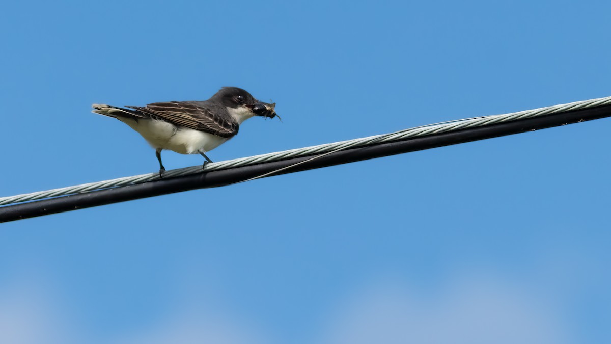 Eastern Kingbird - ML620466901