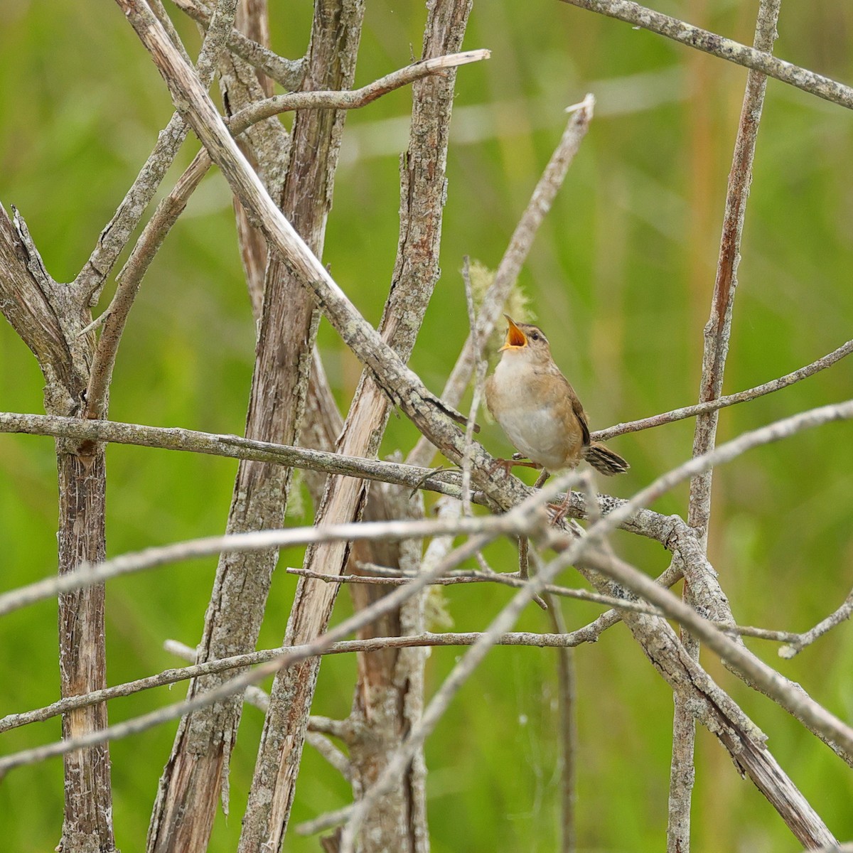 Marsh Wren - ML620466904