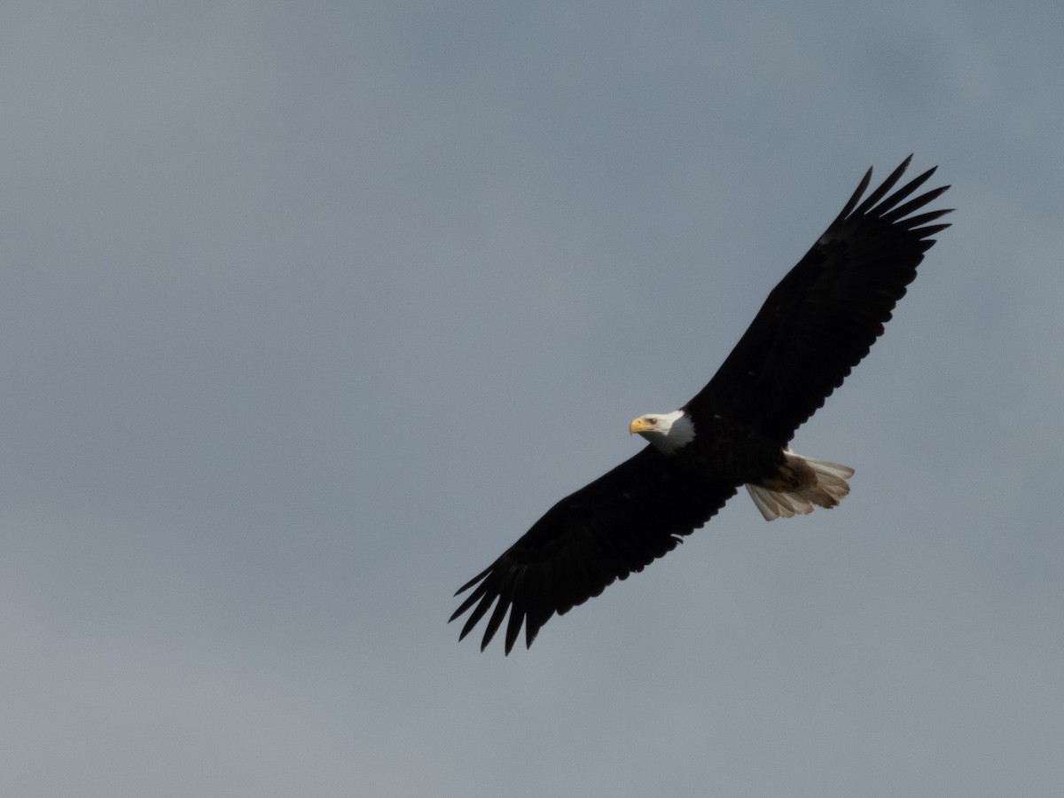 Weißkopf-Seeadler - ML620466909