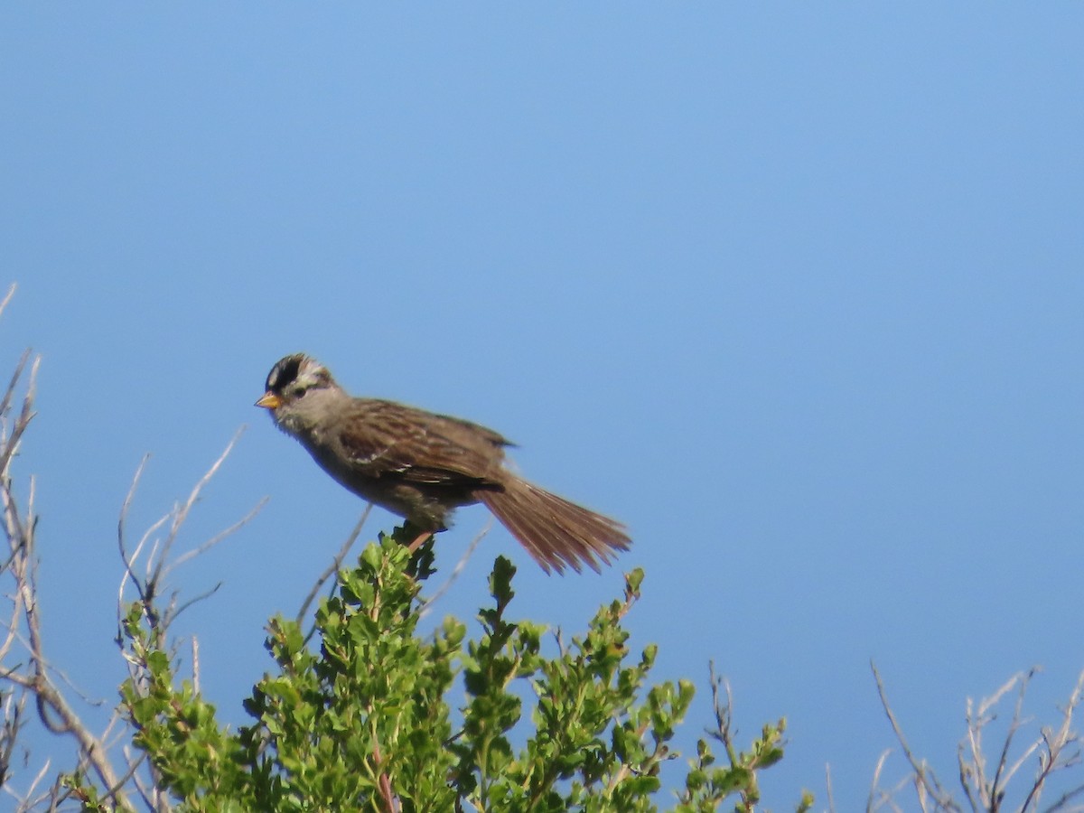 White-crowned Sparrow - ML620466911