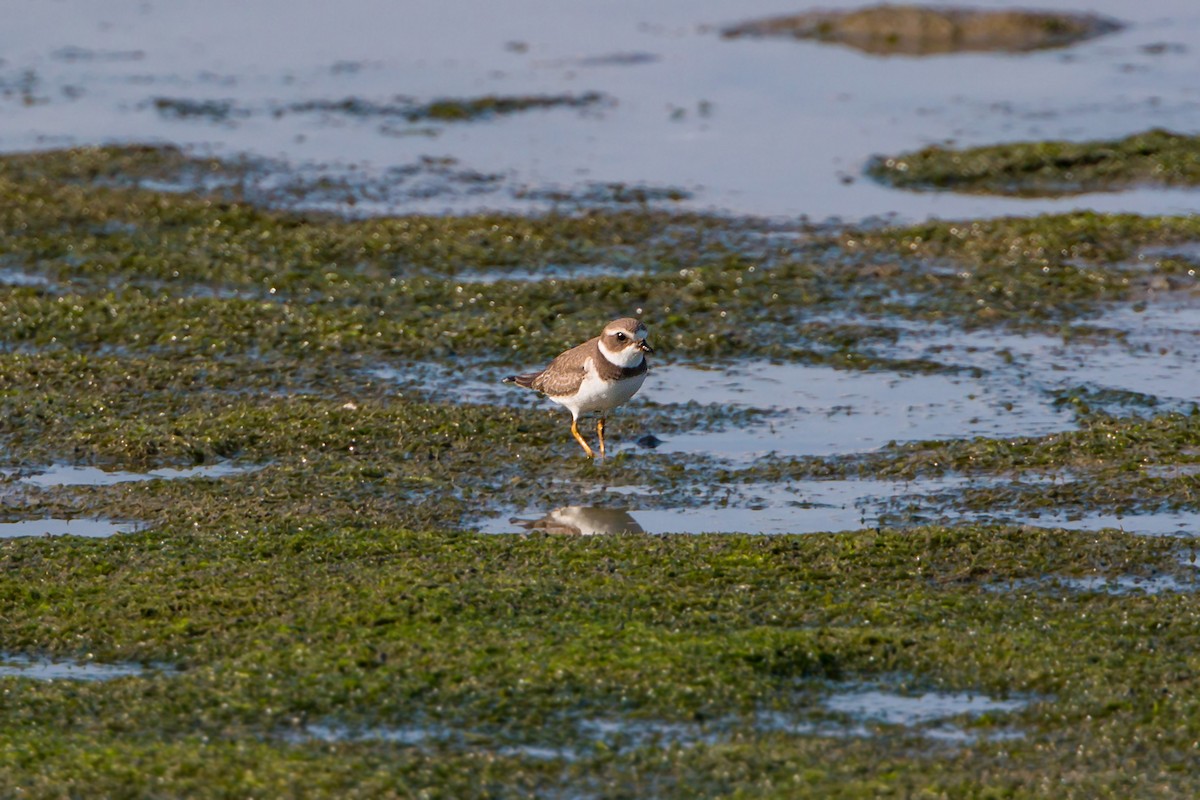Semipalmated Plover - ML620466914