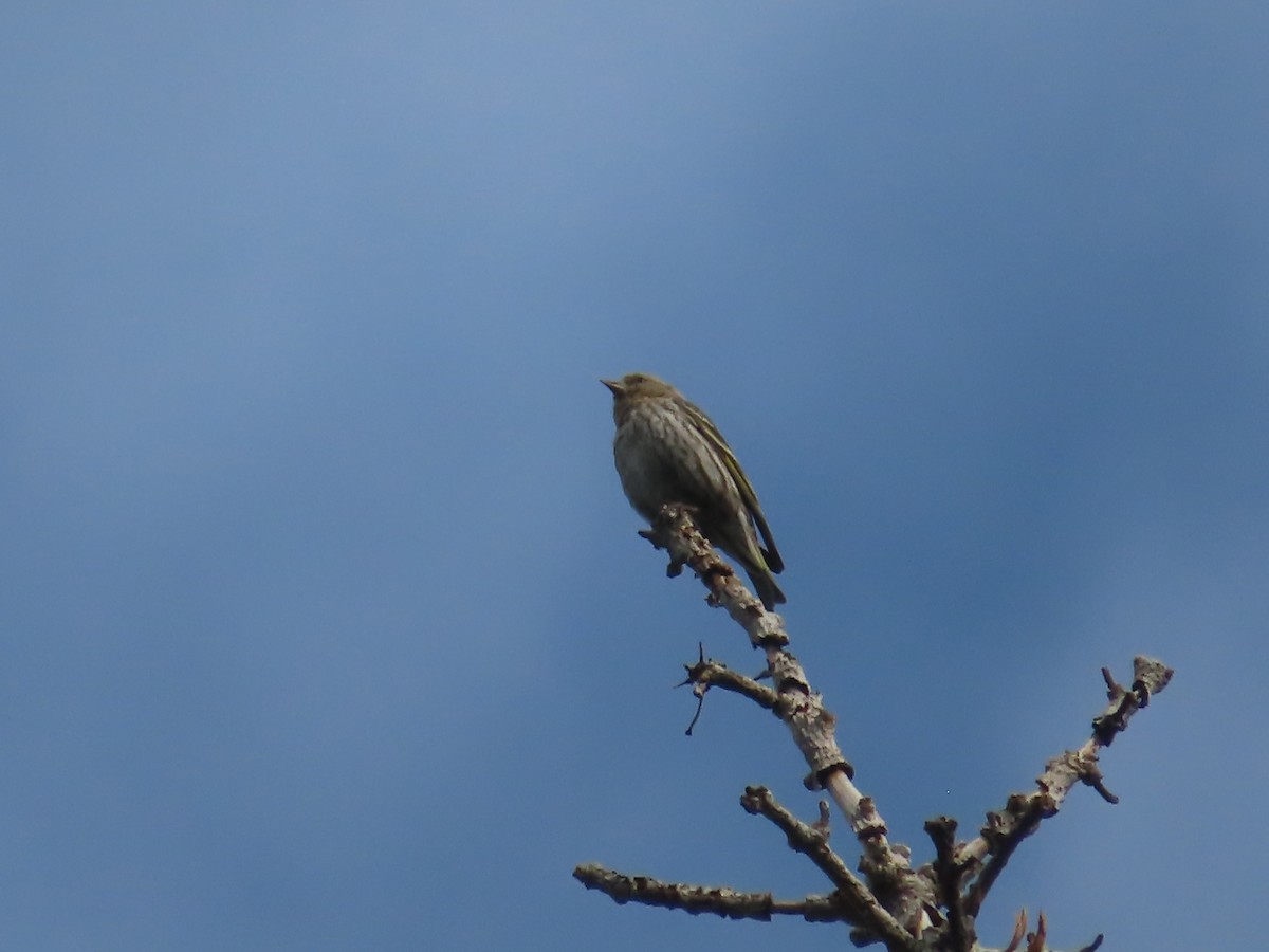 Pine Siskin - ML620466915