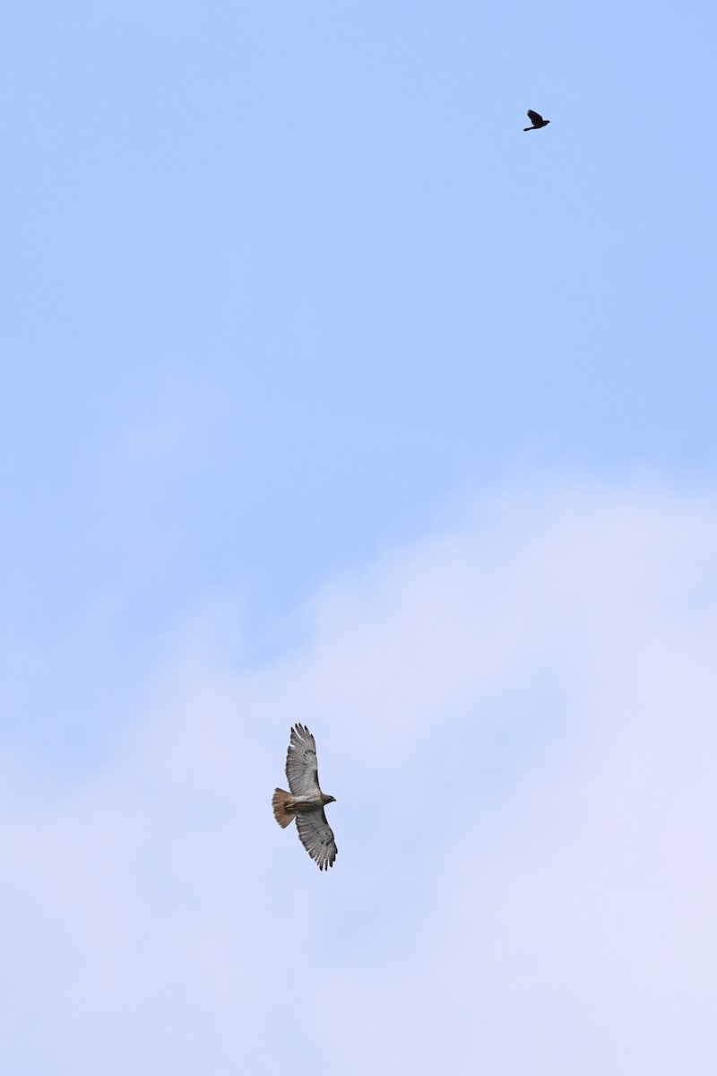 Red-tailed Hawk - ML620466916