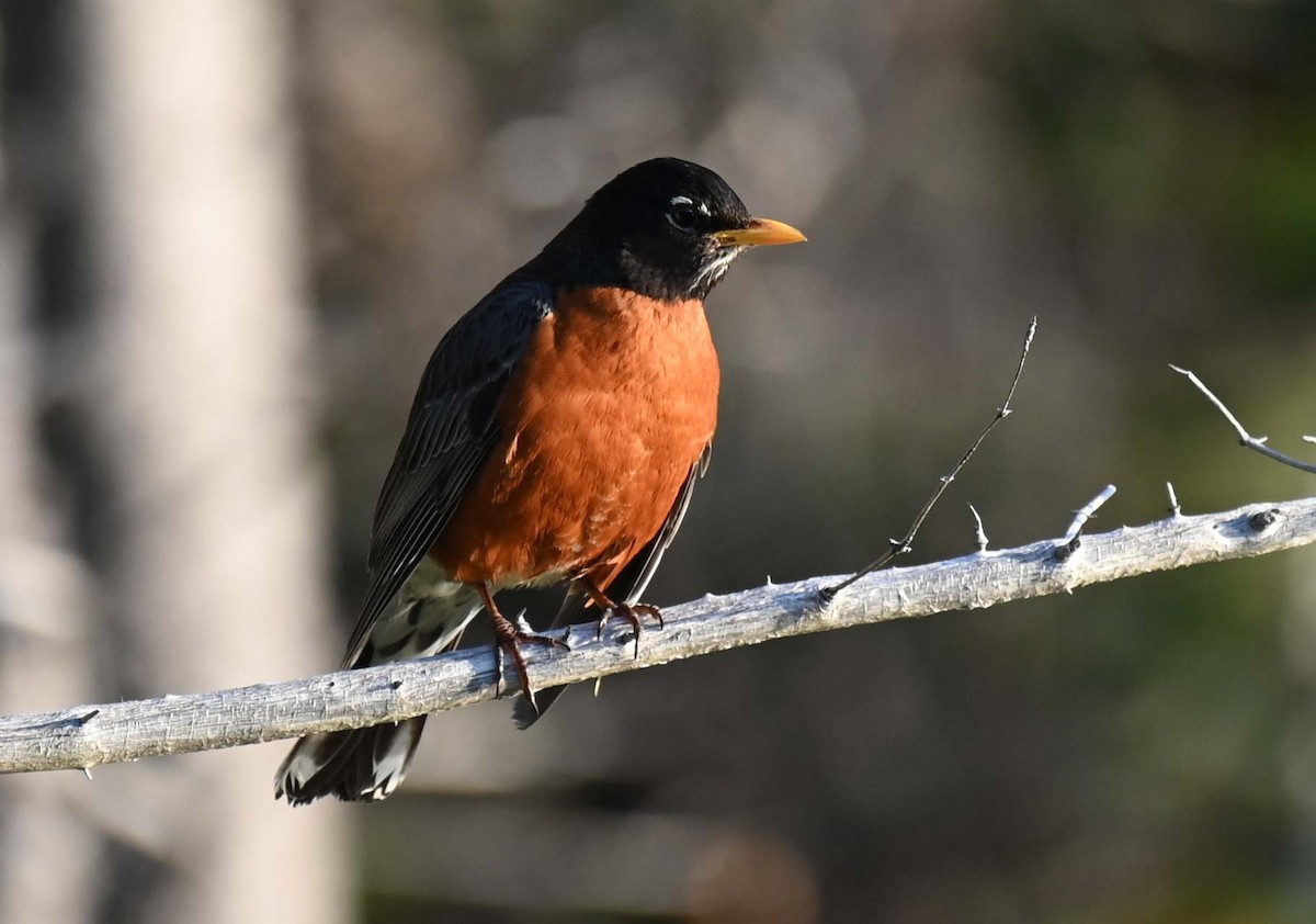 American Robin - ML620466920