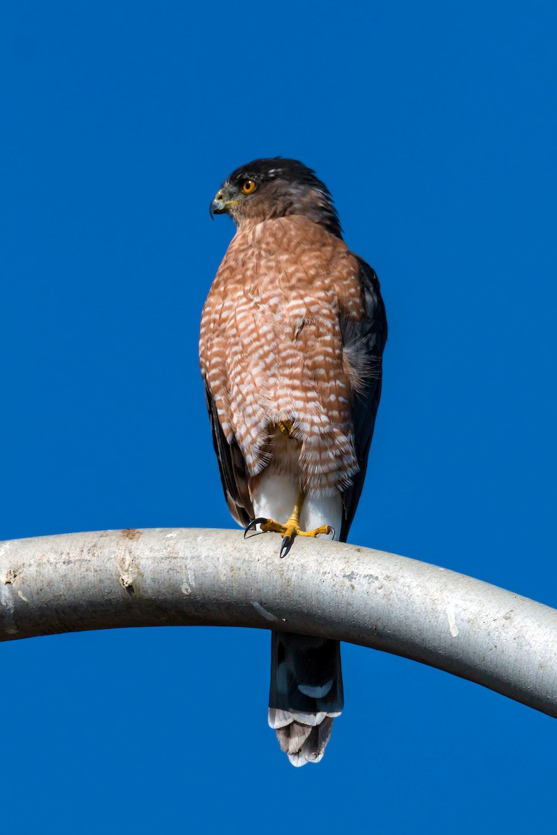 Cooper's Hawk - ML620466922