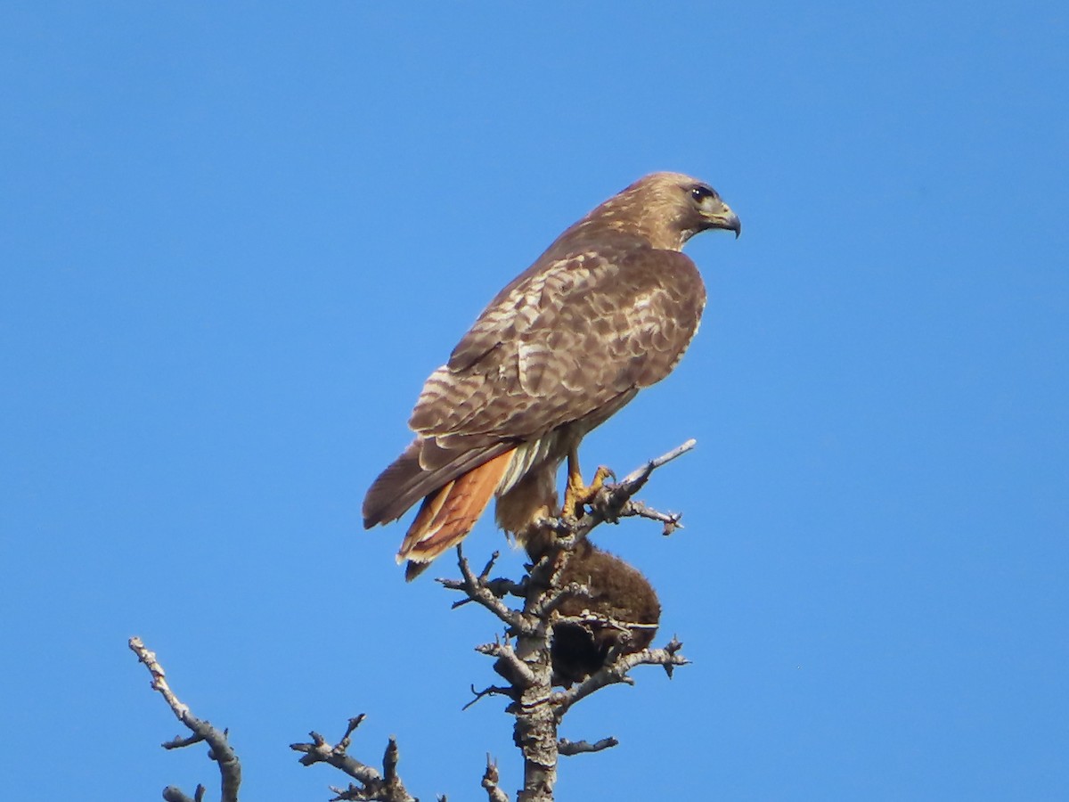 Red-tailed Hawk - ML620466929