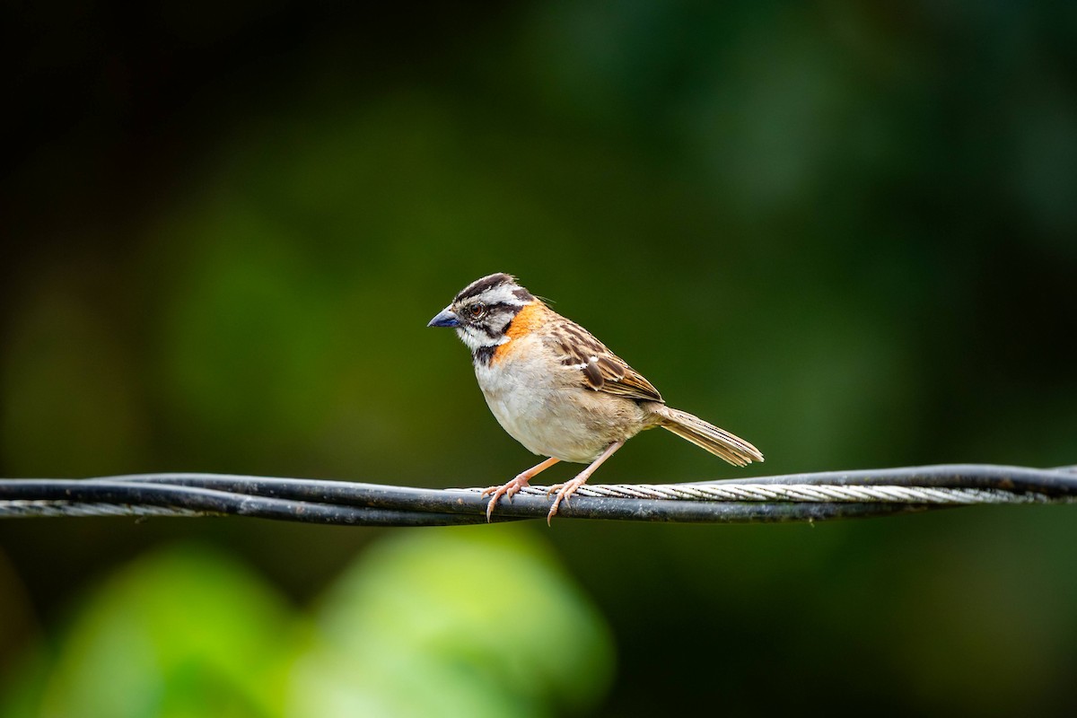 Rufous-collared Sparrow - ML620466939
