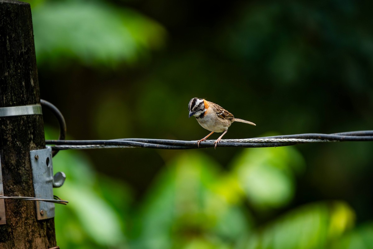 Rufous-collared Sparrow - ML620466940