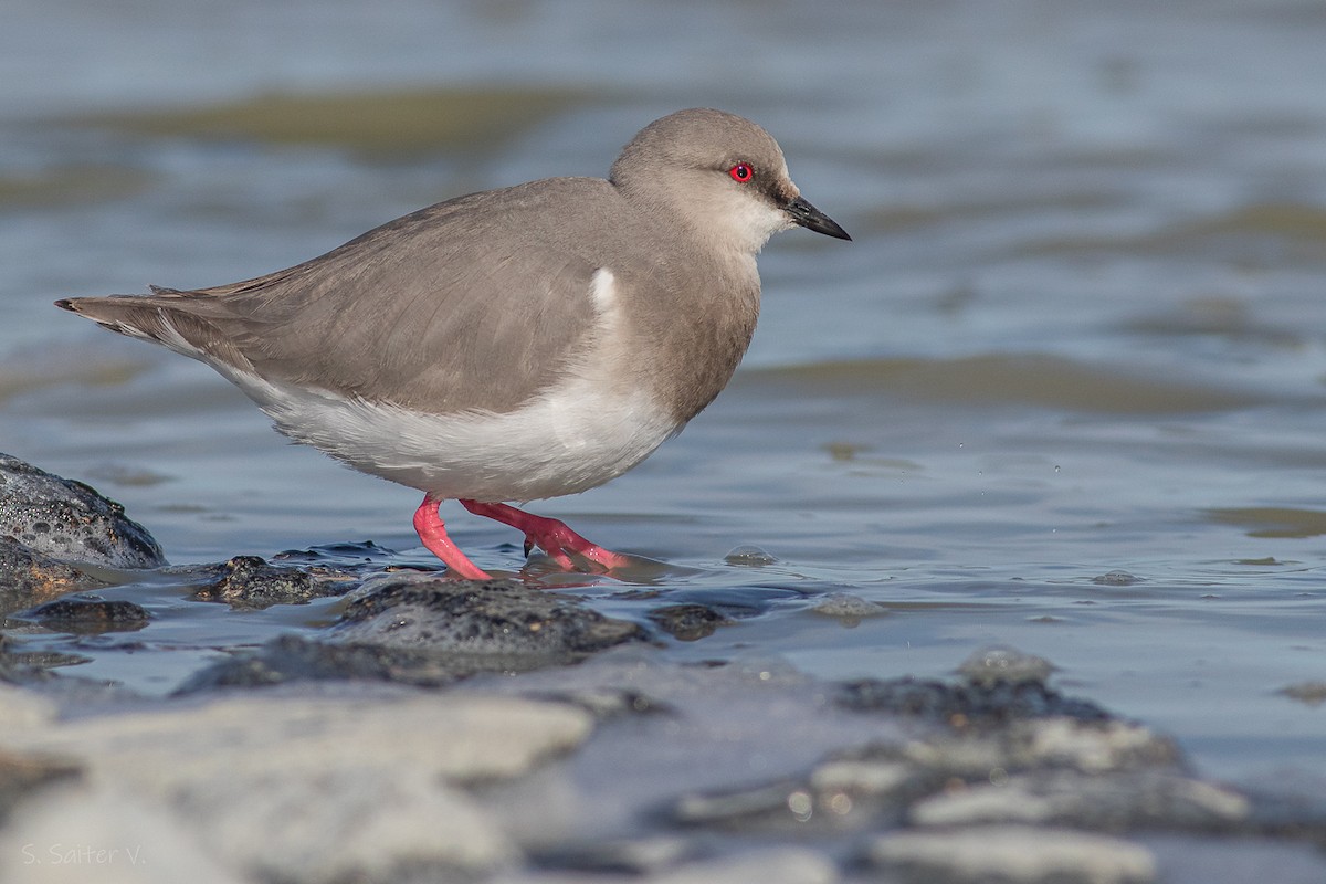 Magellanic Plover - ML620466942