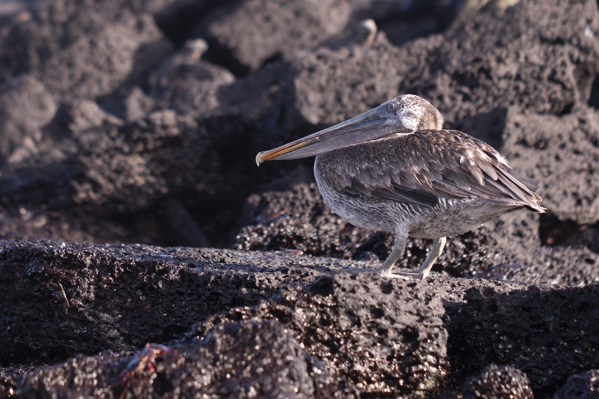 Brown Pelican - ML620466943