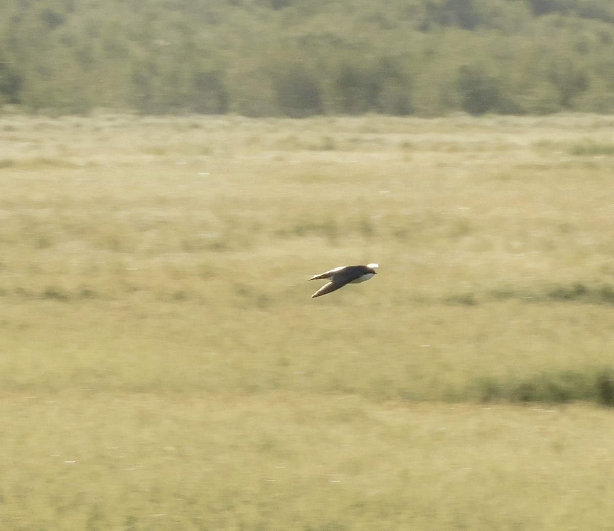 Tree Swallow - ML620466949