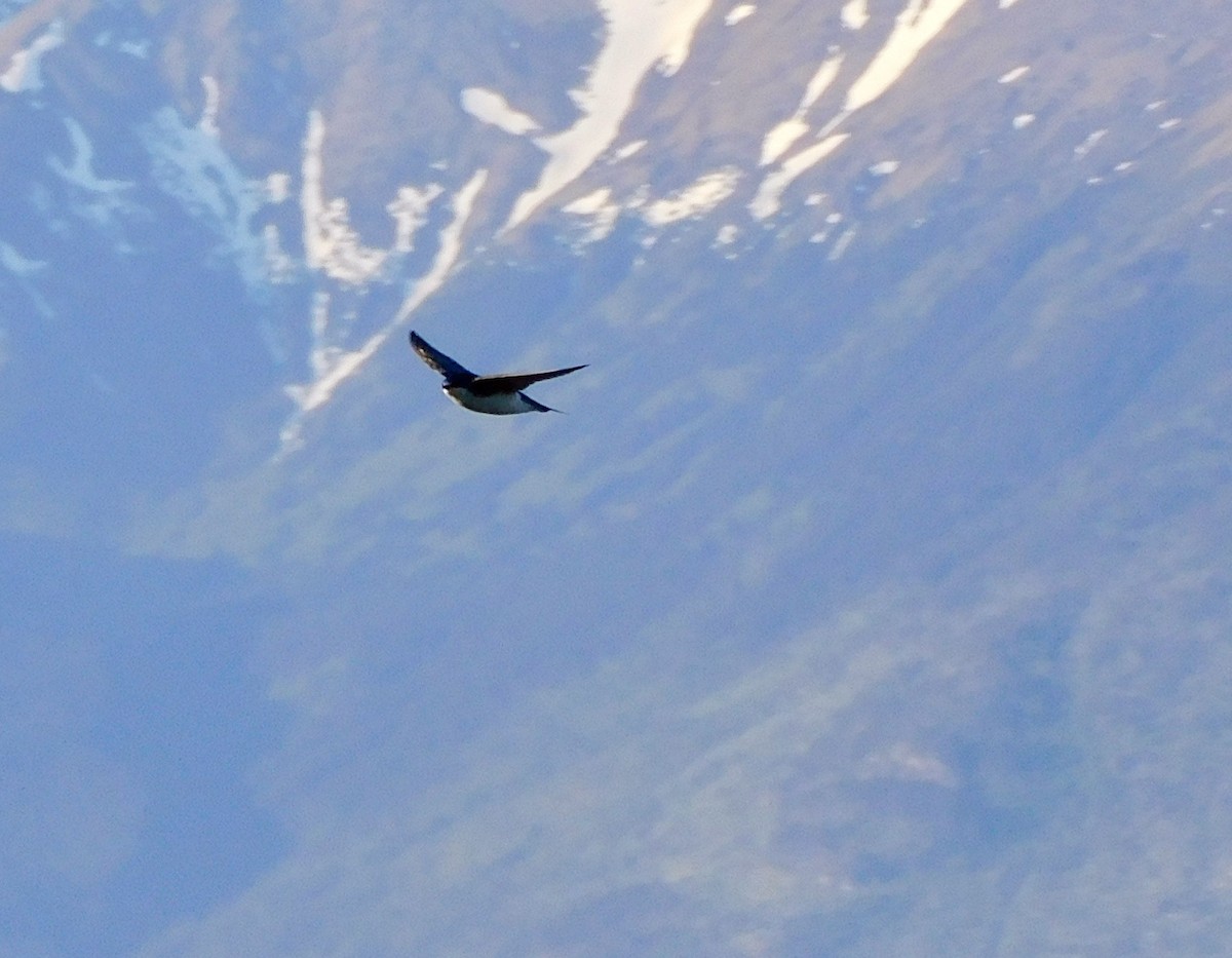 Golondrina Bicolor - ML620466951