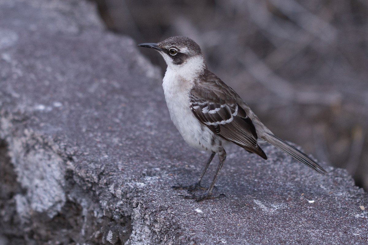 Galapagos Mockingbird - ML620466952