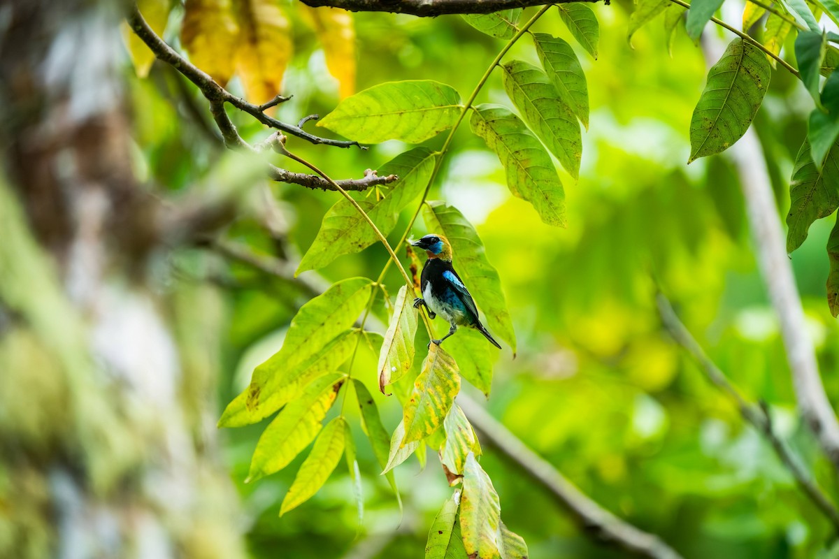 Golden-hooded Tanager - ML620466955