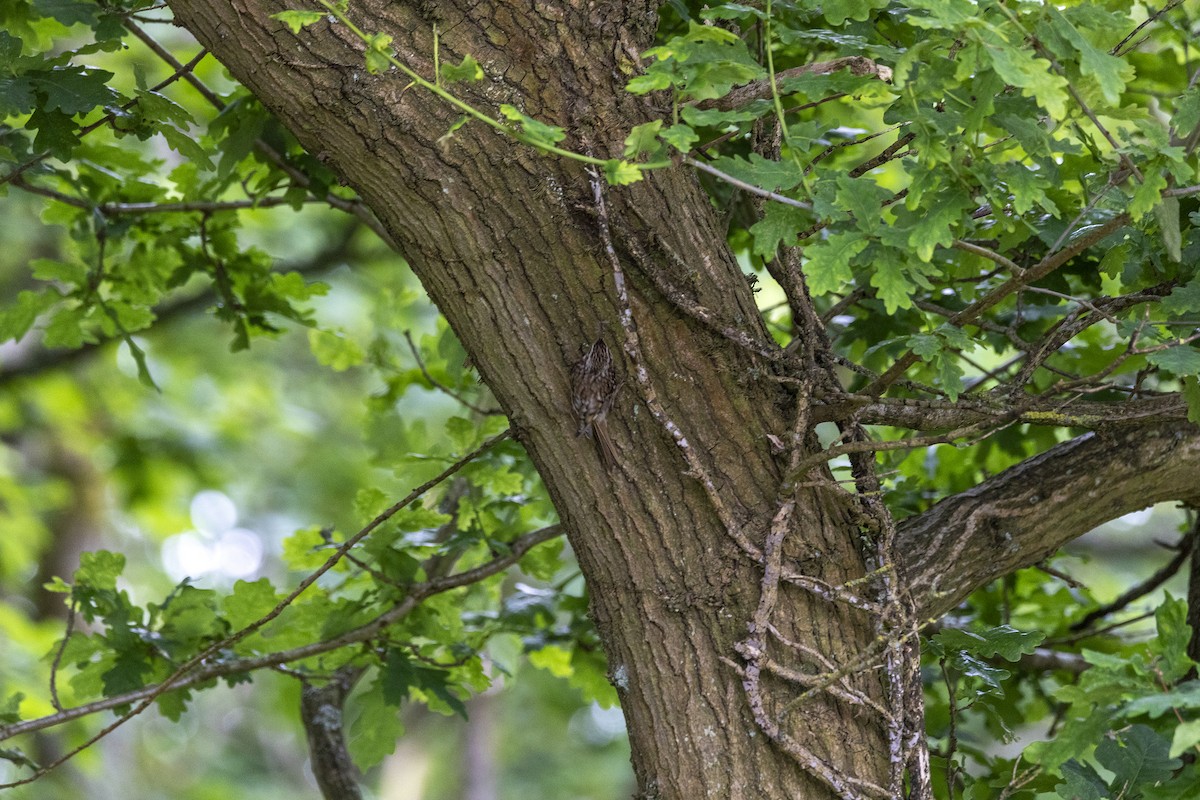 Eurasian Treecreeper - ML620466957