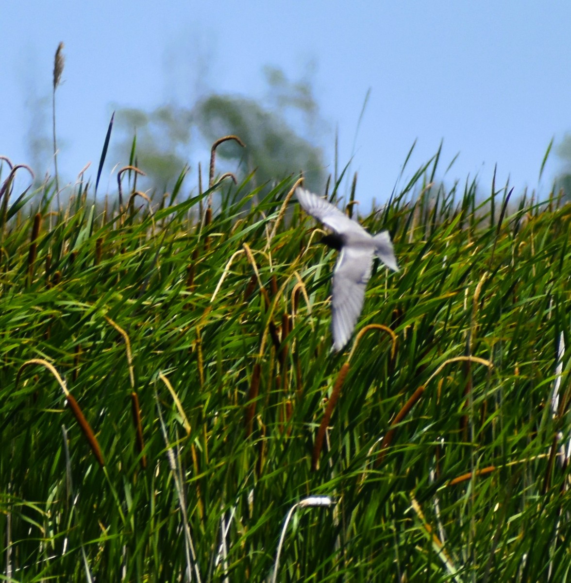 Black Tern - ML620466958