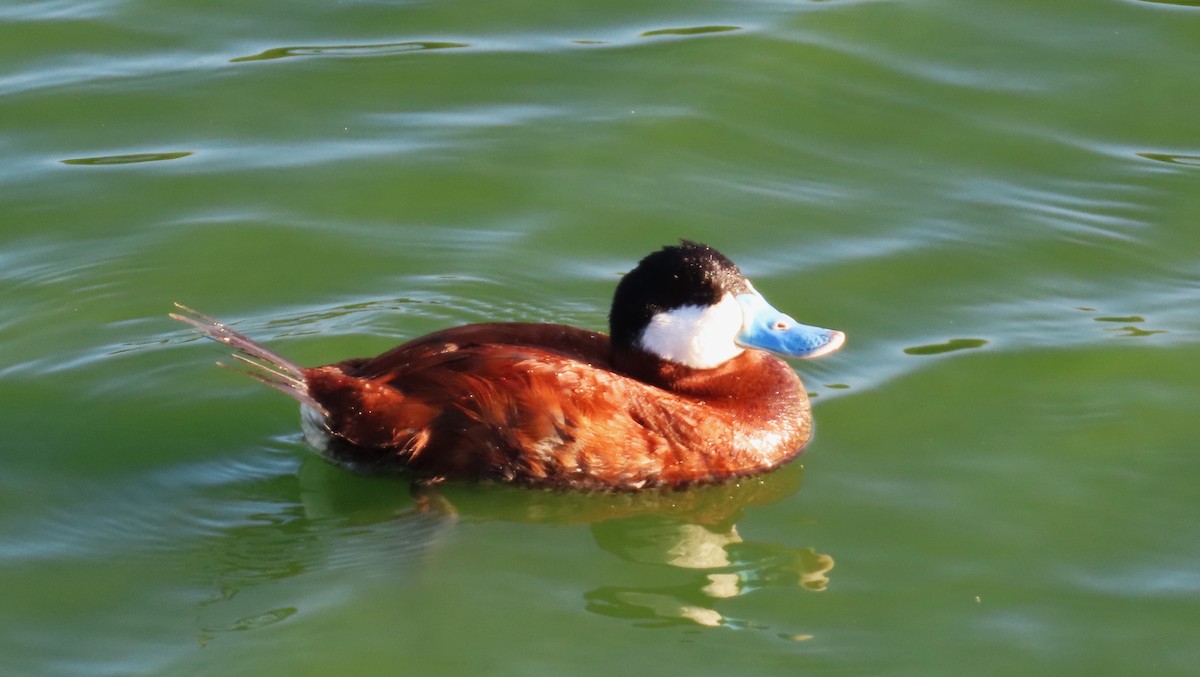 Ruddy Duck - ML620466961