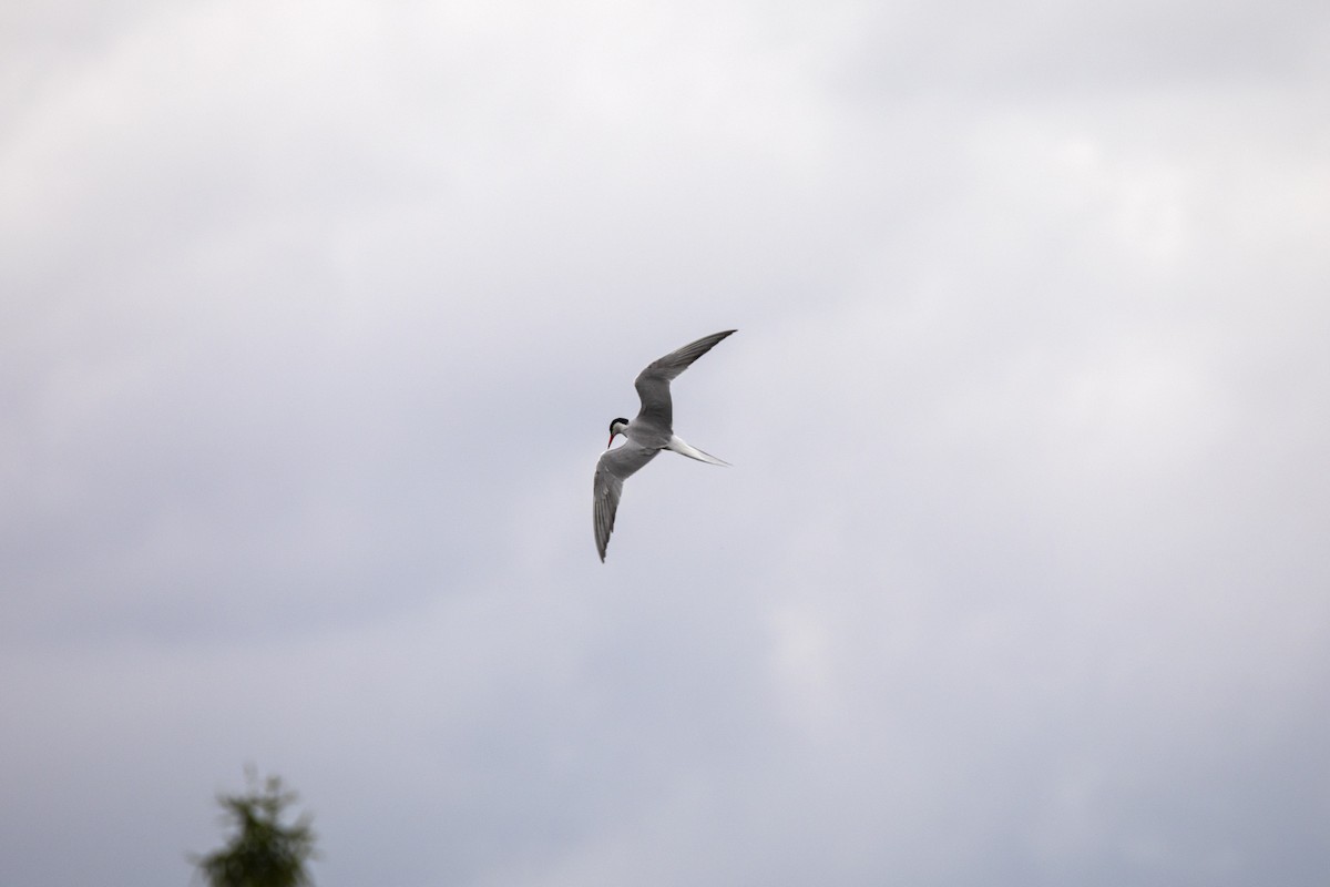 Common Tern - ML620466973