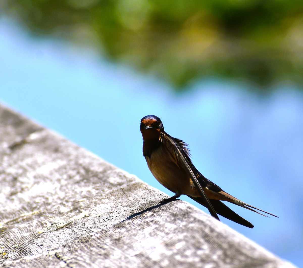 Barn Swallow - Jan Klooster