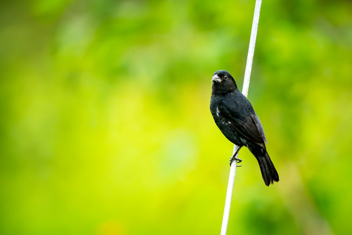Variable Seedeater - ML620466976