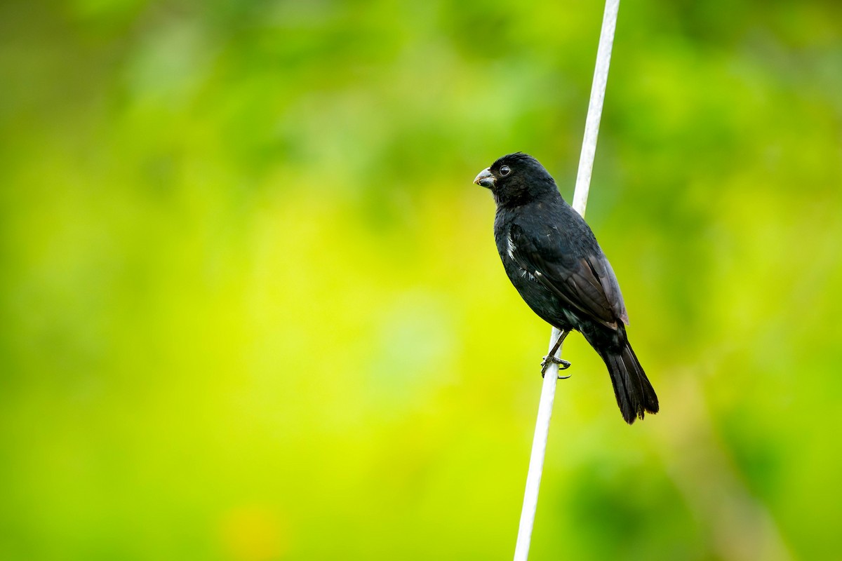 Variable Seedeater - ML620466977