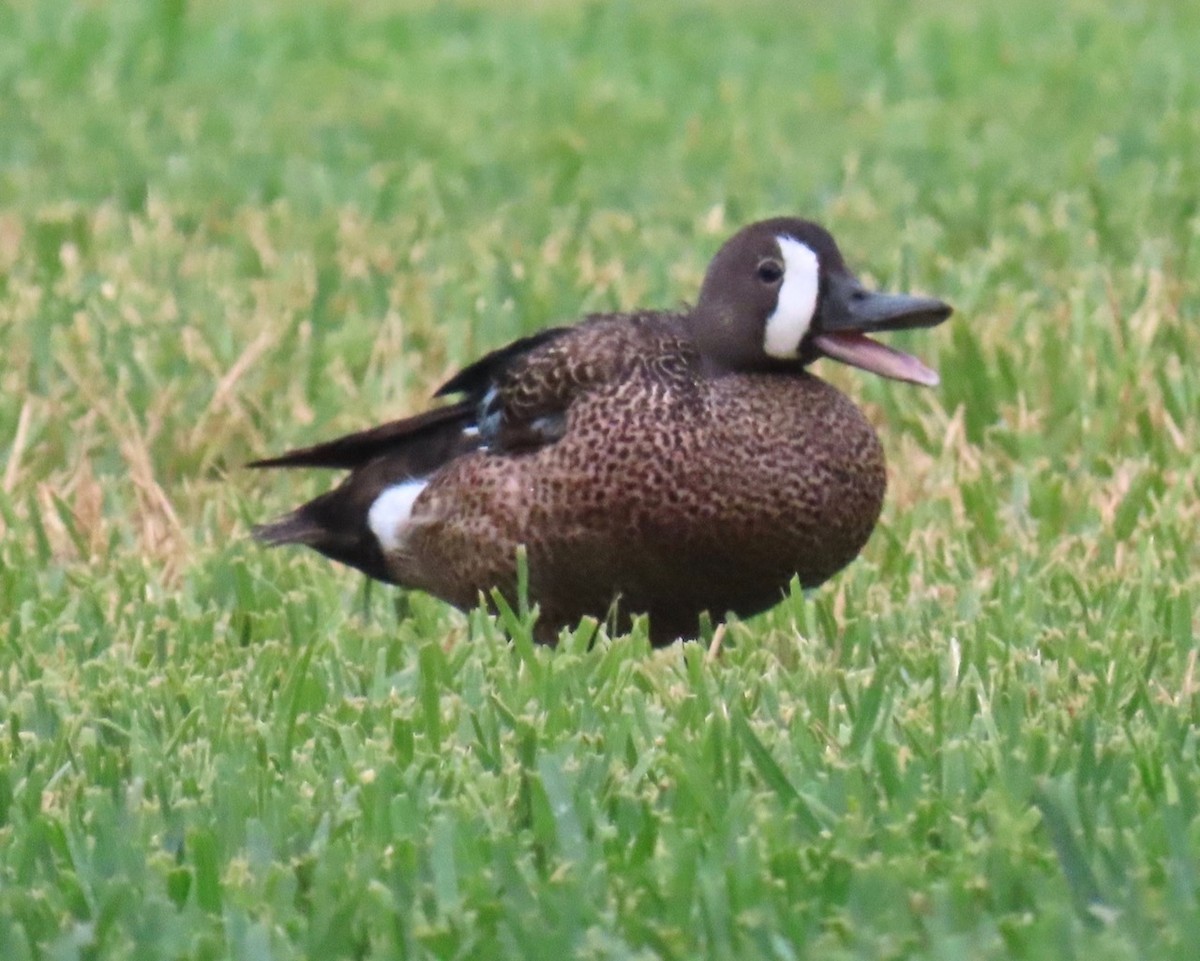 Blue-winged Teal - ML620466984