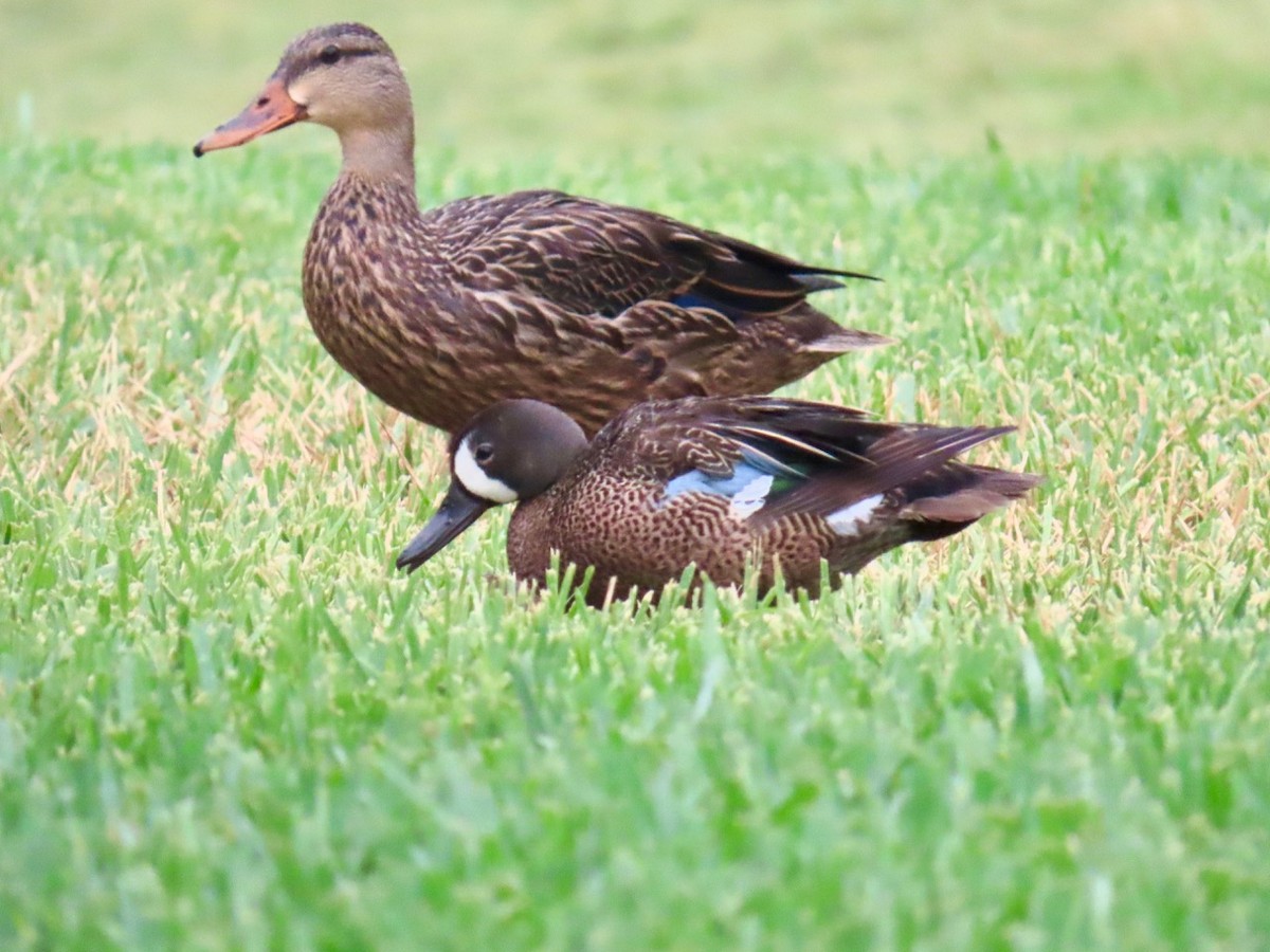 Blue-winged Teal - ML620466985