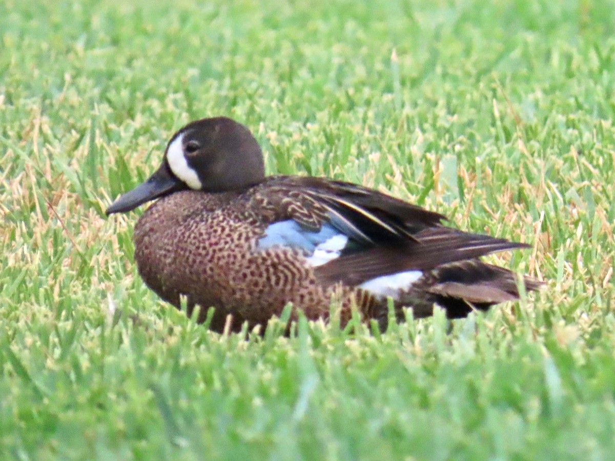 Blue-winged Teal - ML620466986