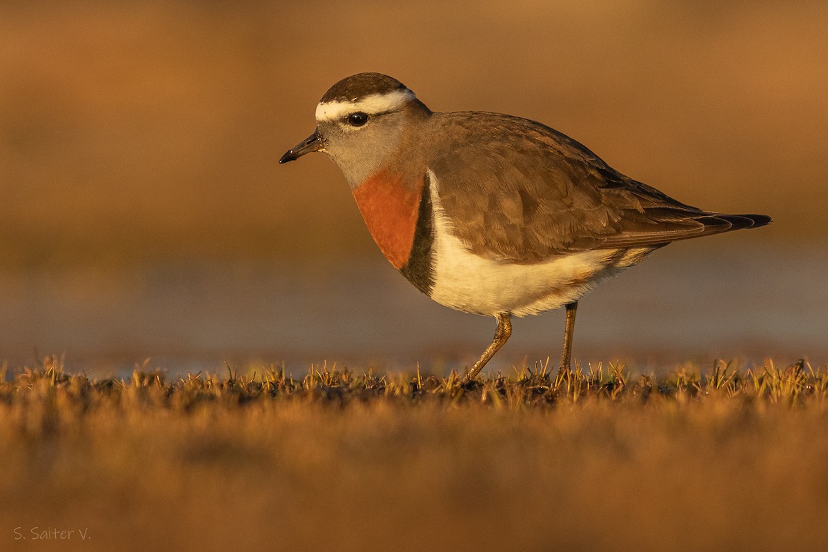 Rufous-chested Dotterel - ML620466988