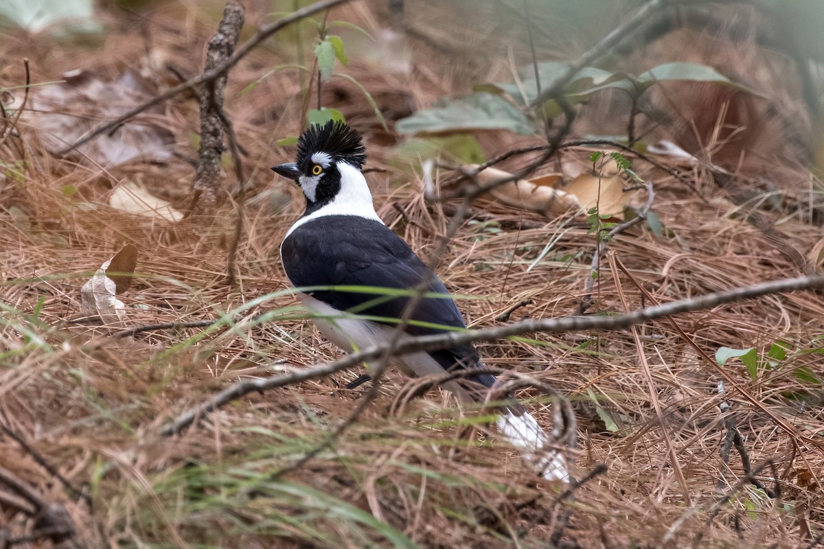 Tufted Jay - ML620466990