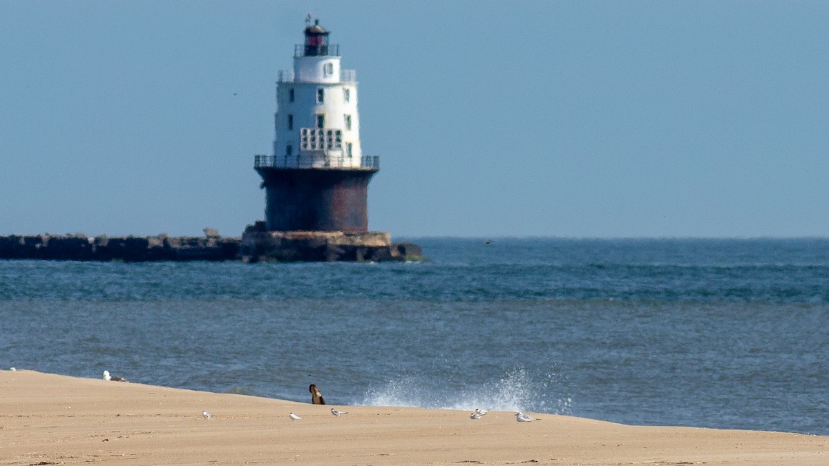 Least Tern - ML620466996