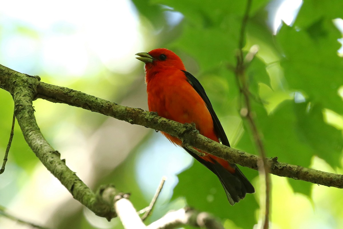 Scarlet Tanager - ML620466997