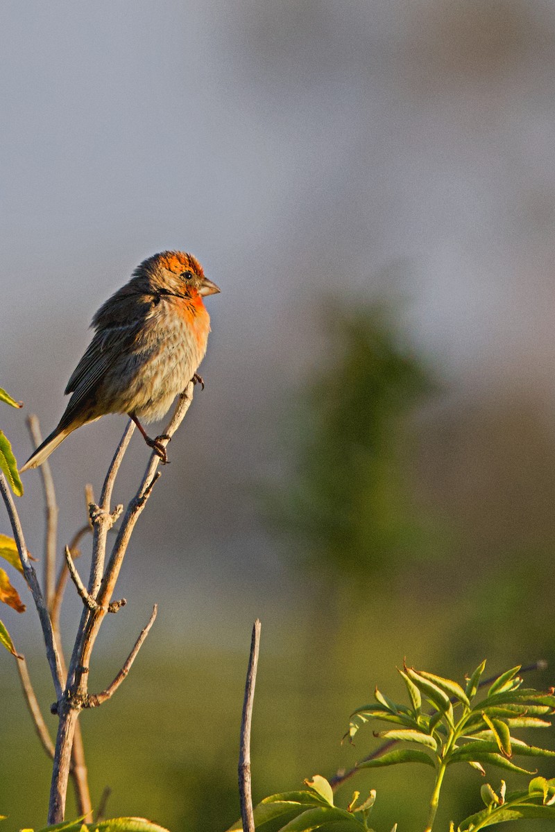 House Finch - ML620466998