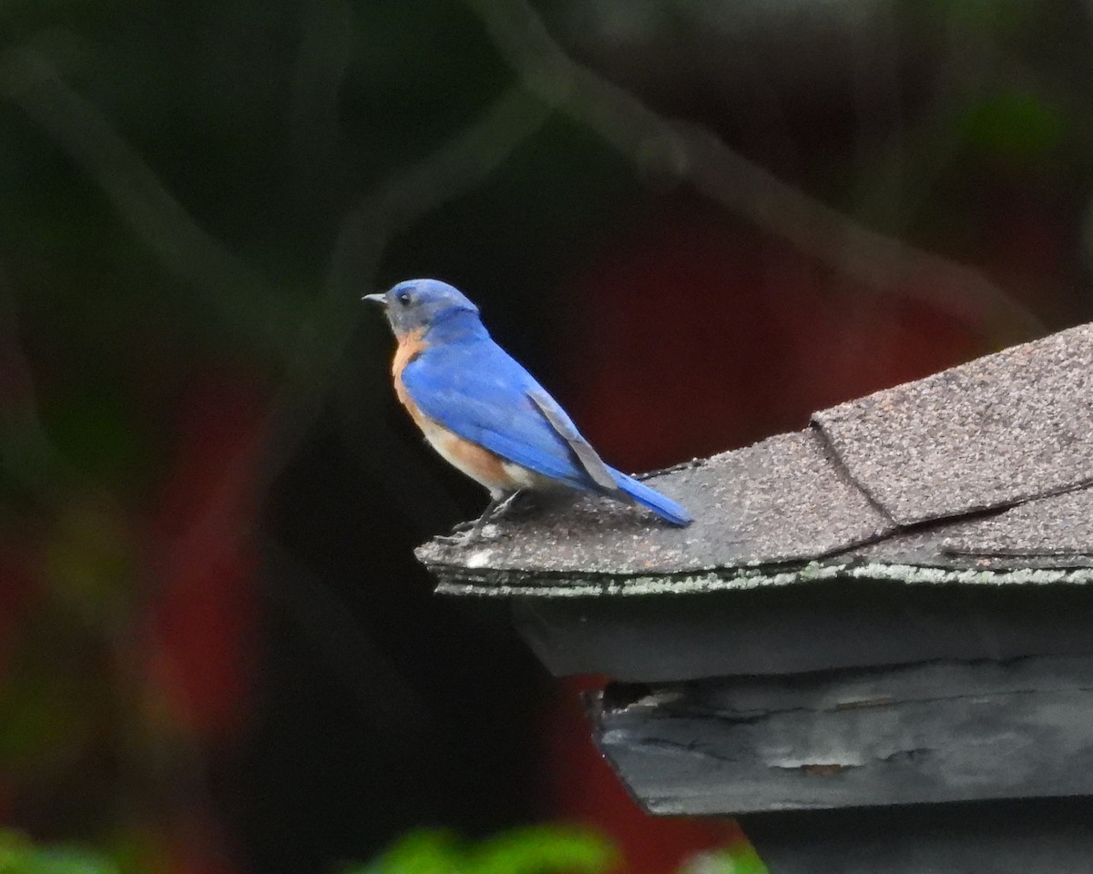 Eastern Bluebird - Aubrey Merrill