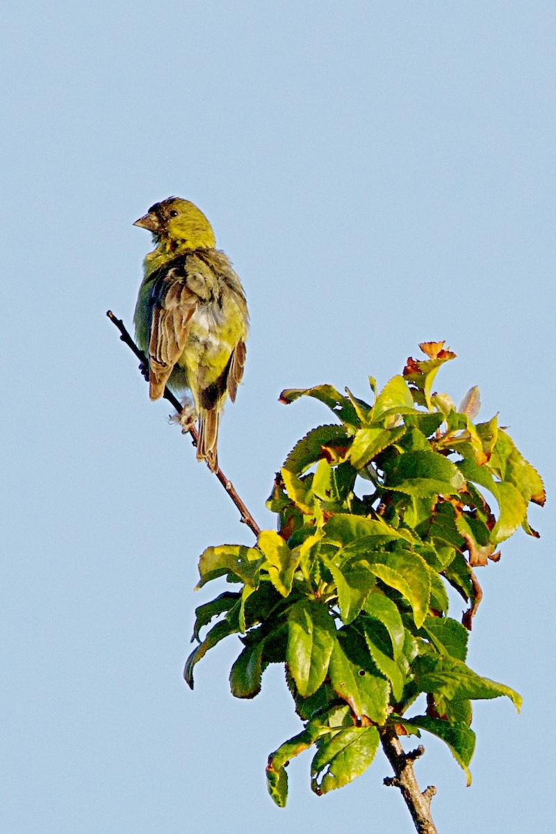 American Goldfinch - ML620467001