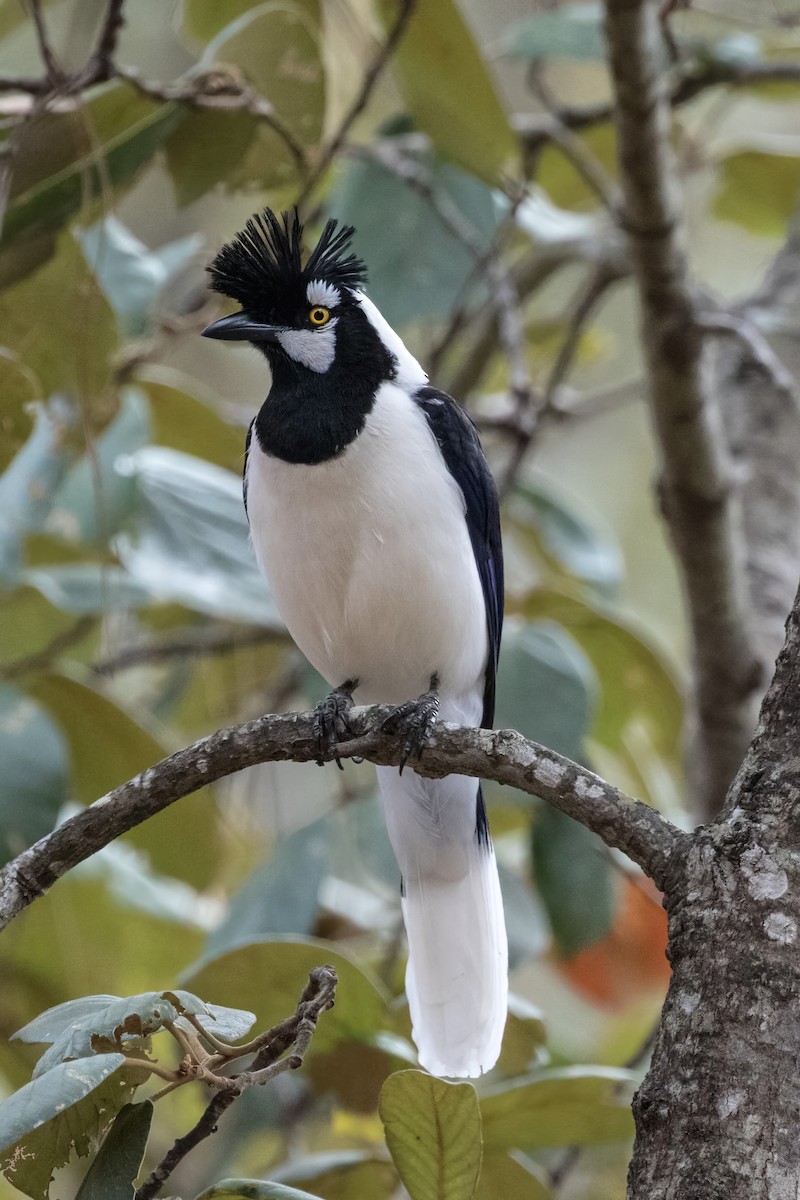 Tufted Jay - ML620467002