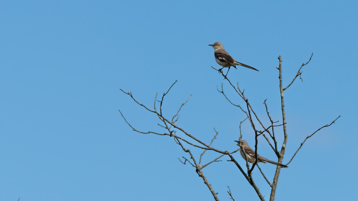 Northern Mockingbird - ML620467007