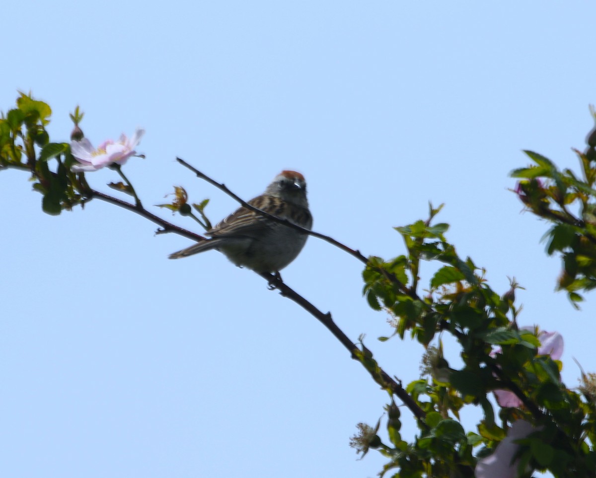 Chipping Sparrow - ML620467009