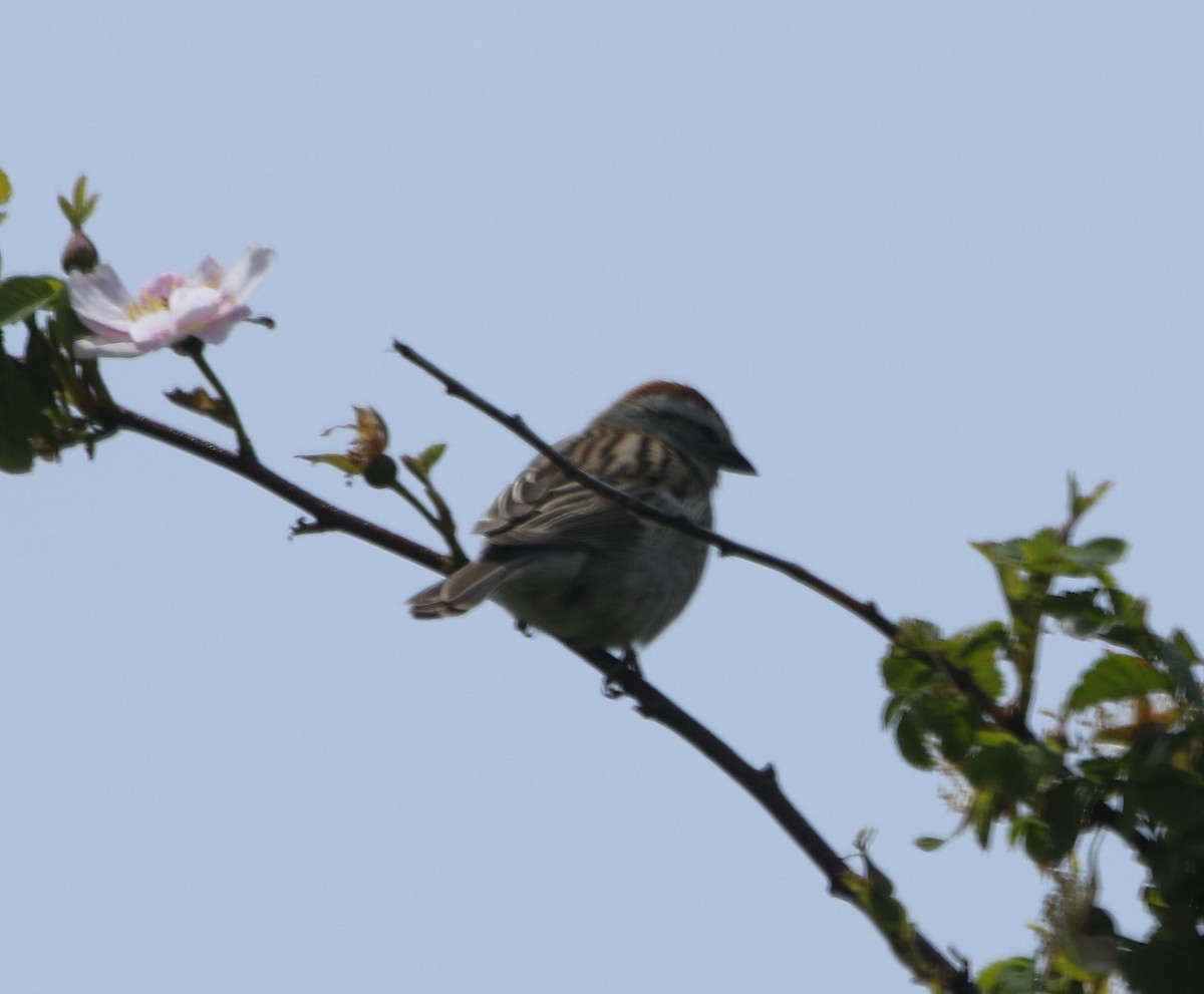 Chipping Sparrow - ML620467012