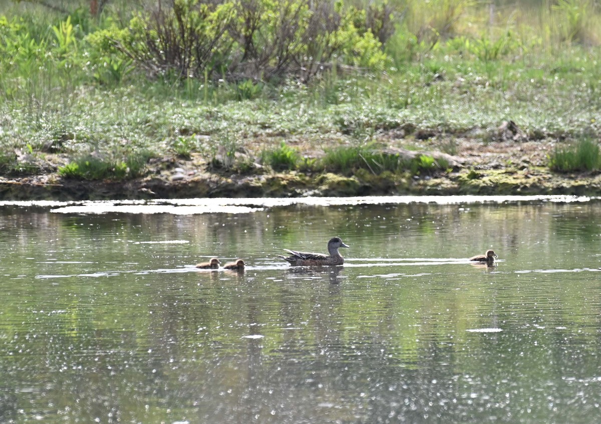 American Wigeon - ML620467013