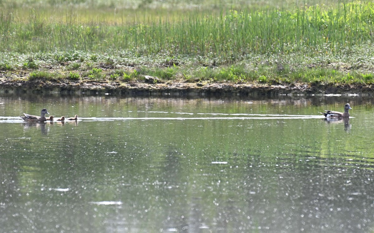 American Wigeon - ML620467014