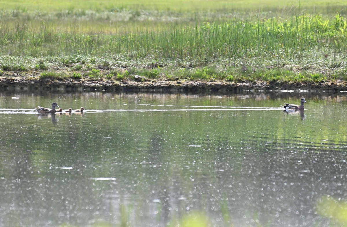 American Wigeon - ML620467015