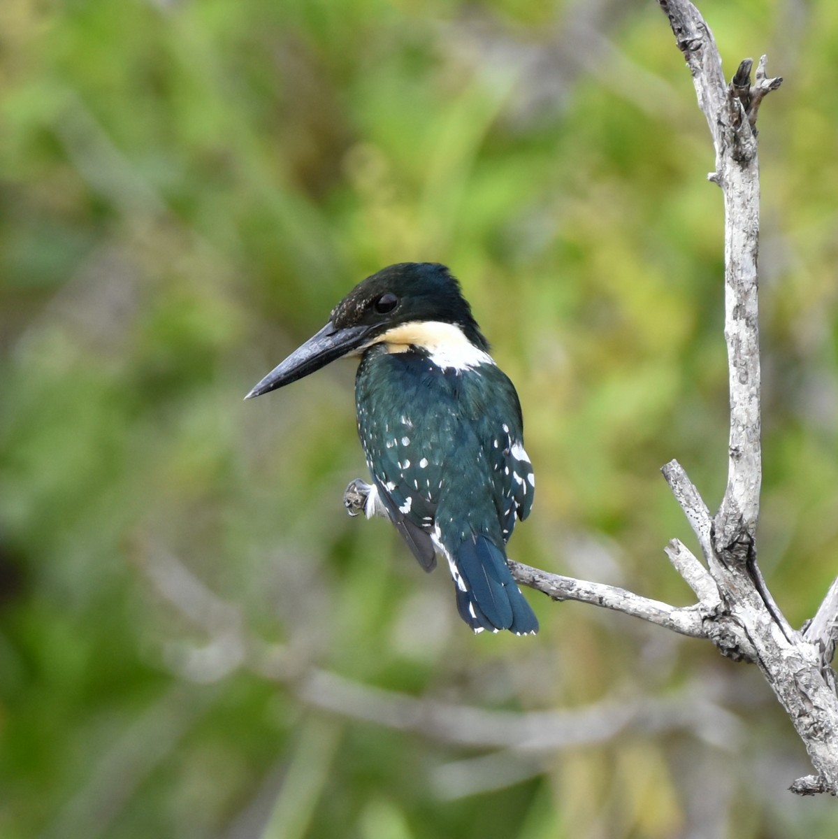 Green Kingfisher - ML620467022