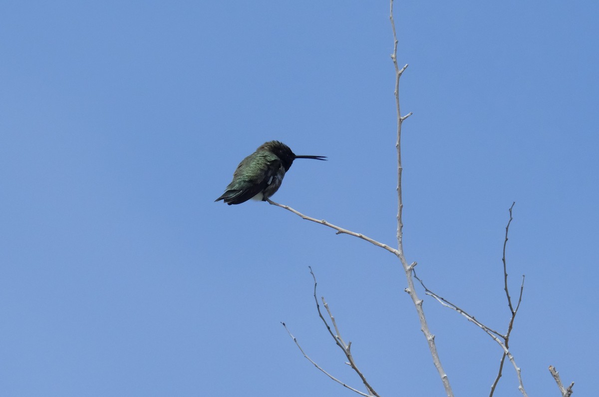 Black-chinned Hummingbird - ML620467023