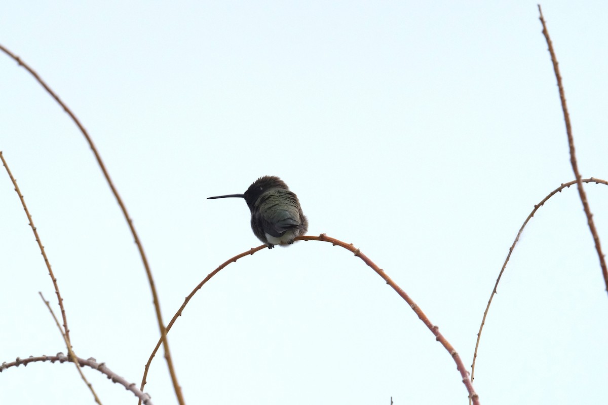 Black-chinned Hummingbird - ML620467024