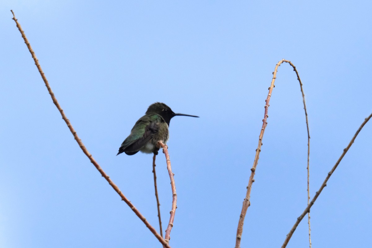 Black-chinned Hummingbird - ML620467025