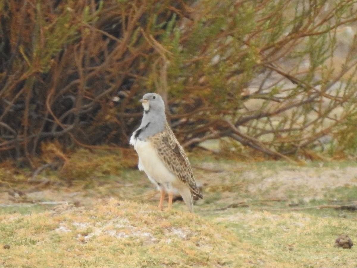 Gray-breasted Seedsnipe - Juan Carlos🦉 Crespo