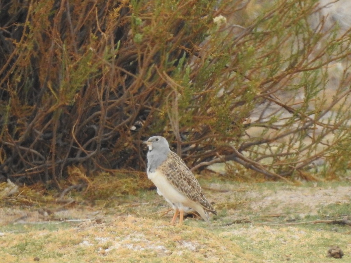 Gray-breasted Seedsnipe - ML620467030