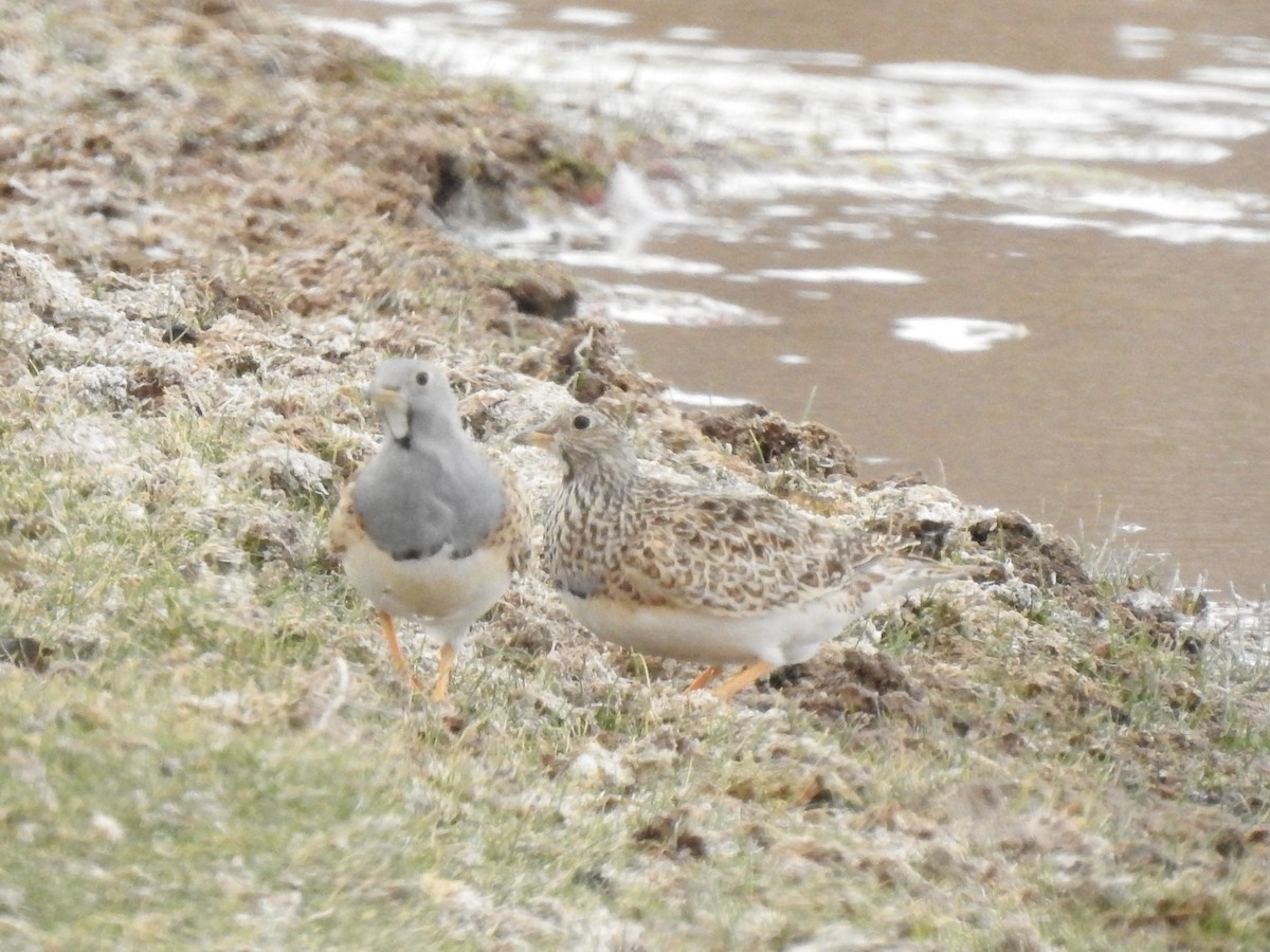 Gray-breasted Seedsnipe - ML620467035