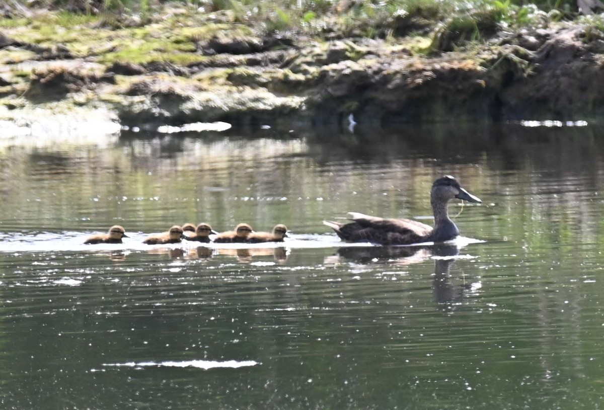 American Black Duck - ML620467037